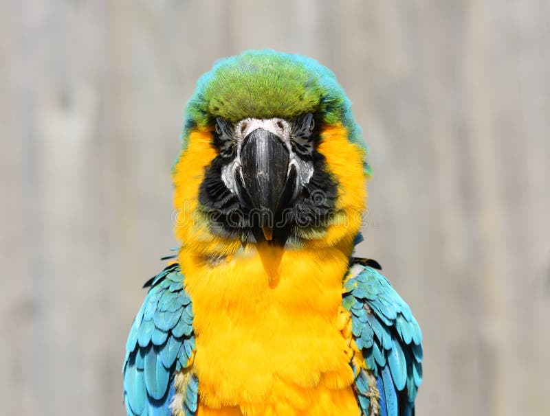 Cierre del loro del azul y del oro/del Macaw del amarillo para arriba imágenes de archivo libres de regalías