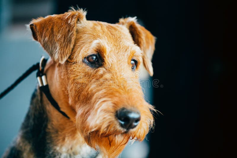 Cierre del perro de Brown Airedale Terrier encima del retrato imagen de archivo libre de regalías Cierre del perro de Brown Airedale Terrier encima del retrato imagen de archivo libre de regalías