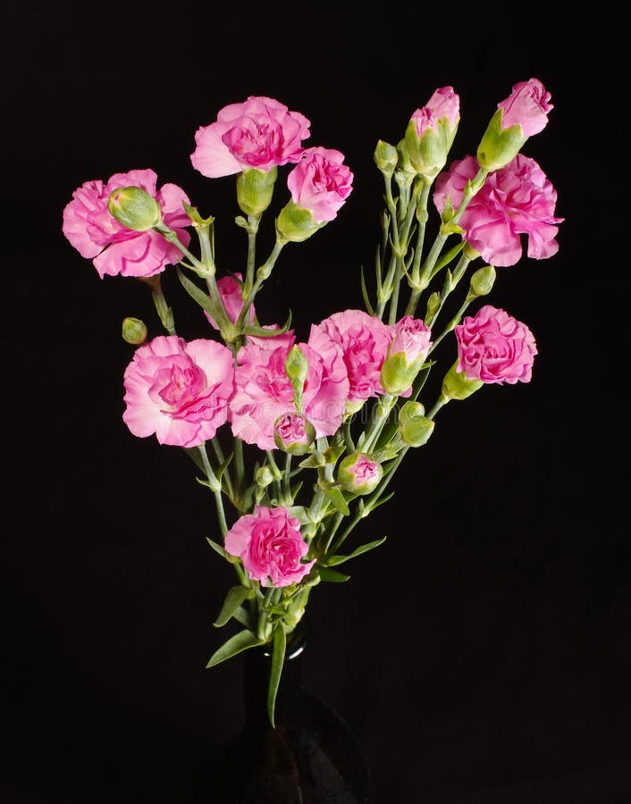 Cierre del ramo de la flor del clavel encima de la visión superior foto de archivo libre de regalías Cierre del ramo de la flor del clavel encima de la visión superior foto de archivo libre de regalías