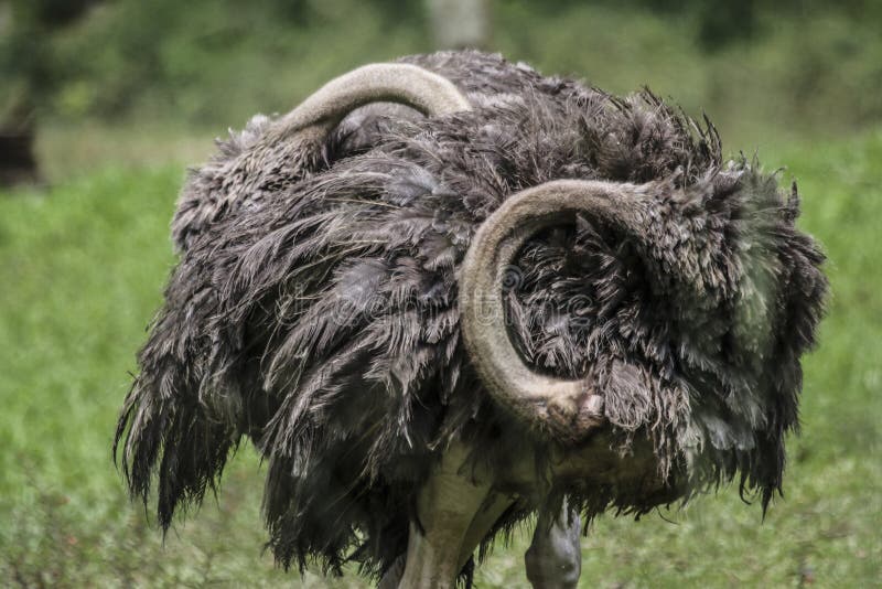 Cierre del retrato de la fauna encima de la opinión la avestruz con las plumas grises imagen de archivo Cierre del retrato de la fauna encima de la opinión la avestruz con las plumas grises imagen de archivo