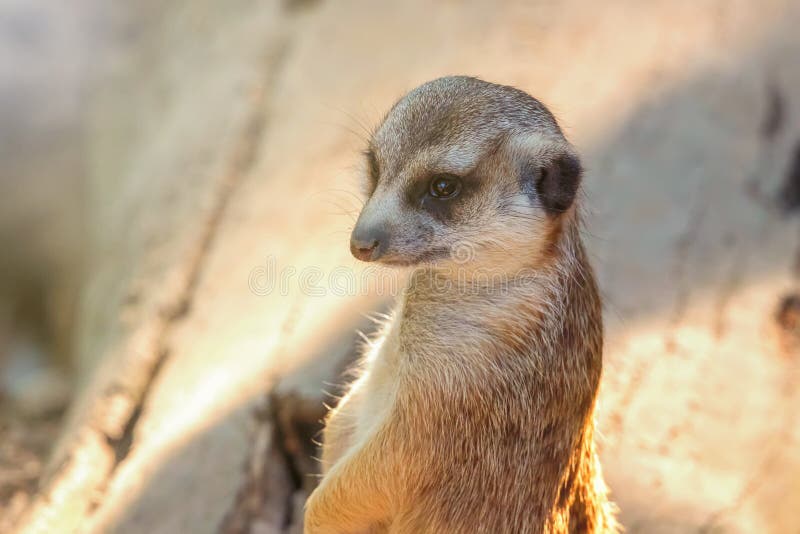 Cierre del retrato de Meerkat encima del suricatta del Suricata fotos de archivo Cierre del retrato de Meerkat encima del suricatta del Suricata fotos de archivo