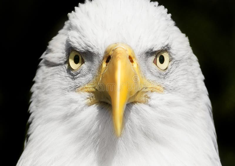 Cierre del retrato del águila calva para arriba con el foco en ojos imágenes de archivo libres de regalías