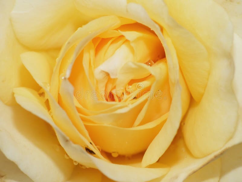 Cierre encima de la fotografía macra de una rosa amarilla en el tiro detallado de la flor admitido el Reino Unido foto de archivo Cierre encima de la fotografía macra de una rosa amarilla en el tiro detallado de la flor admitido el Reino Unido foto de archivo