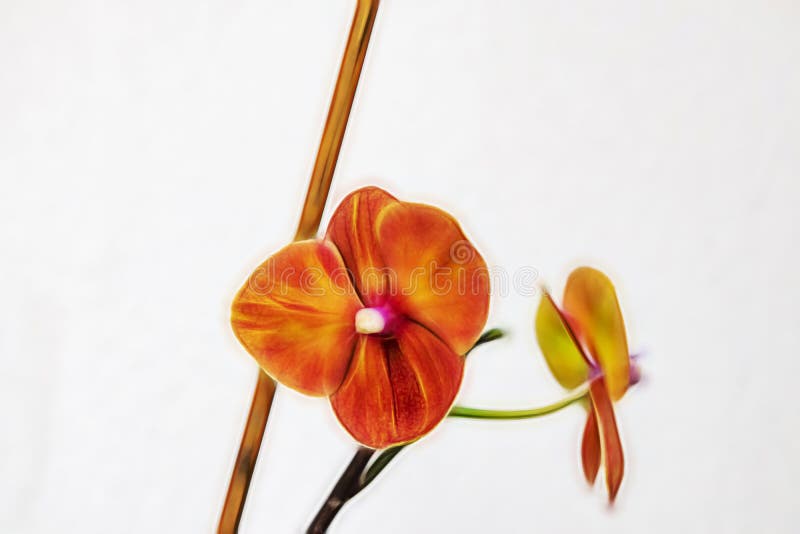Cierre encima de las flores elegantes de la orquídea fotografía de archivo libre de regalías Cierre encima de las flores elegantes de la orquídea fotografía de archivo libre de regalías