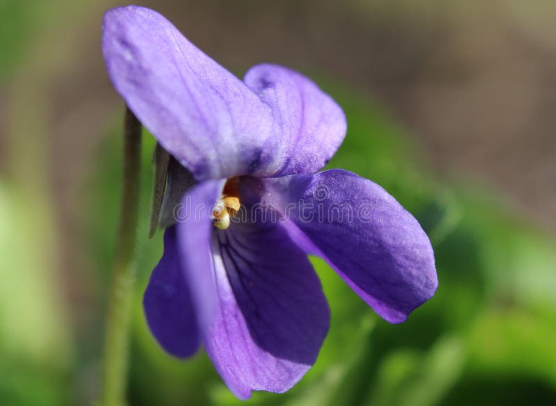 Cierre encima de Viola Flower azul minúscula imagen de archivo