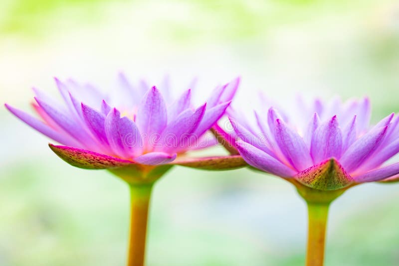 Cierre encima del loto púrpura hermoso, una flor del lirio de agua en la charca fotos de archivo Cierre encima del loto púrpura hermoso, una flor del lirio de agua en la charca fotos de archivo