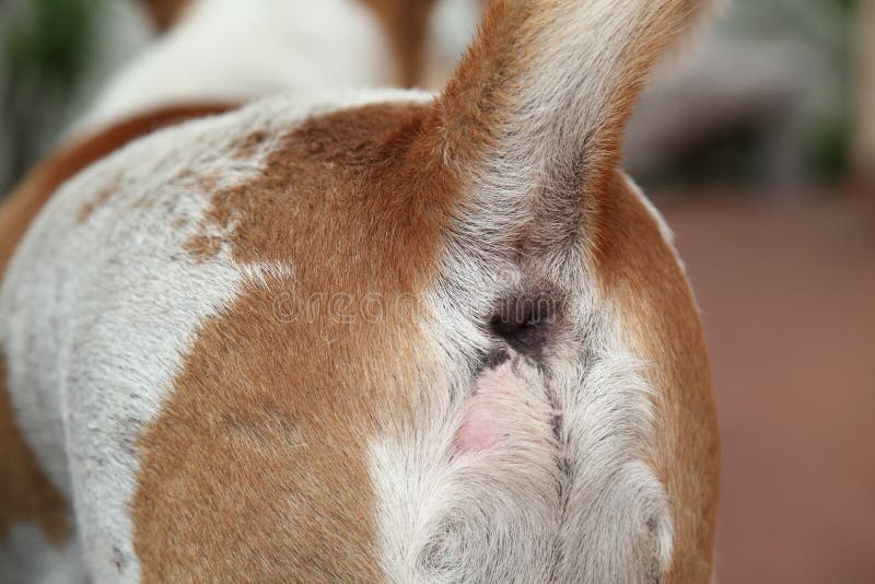 Cierre encima del perro tailandés marrón y blanco inferior fotografía de archivo libre de regalías Cierre encima del perro tailandés marrón y blanco inferior fotografía de archivo libre de regalías