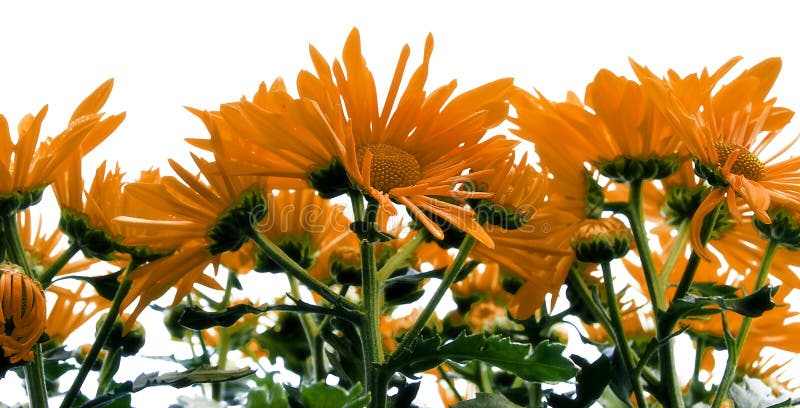 Cierre hermoso de la flor del resorte para arriba fotografía de archivo Cierre hermoso de la flor del resorte para arriba fotografía de archivo
