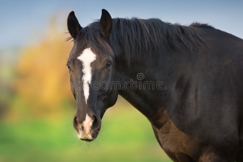Cierre negro del retrato del caballo para arriba imagen de archivo