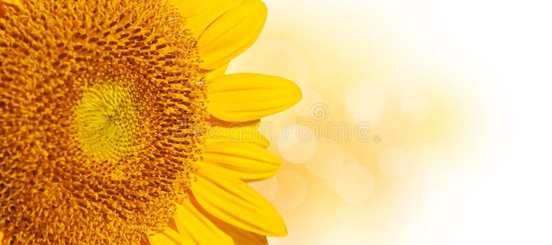 Cierre panorámico para arriba de un girasol, fotografía de archivo libre de regalías Cierre panorámico para arriba de un girasol, fotografía de archivo libre de regalías