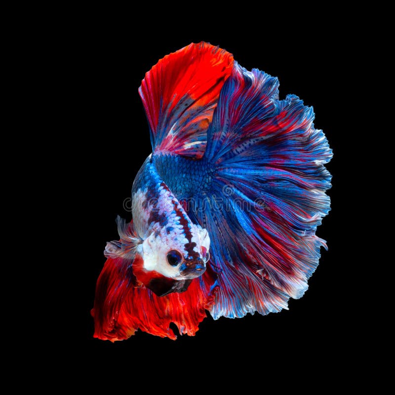 Cierre para arriba el movimiento de arte de los pescados de Betta o de los pescados que luchan siameses fotografía de archivo libre de regalías Cierre para arriba el movimiento de arte de los pescados de Betta o de los pescados que luchan siameses fotografía de archivo libre de regalías