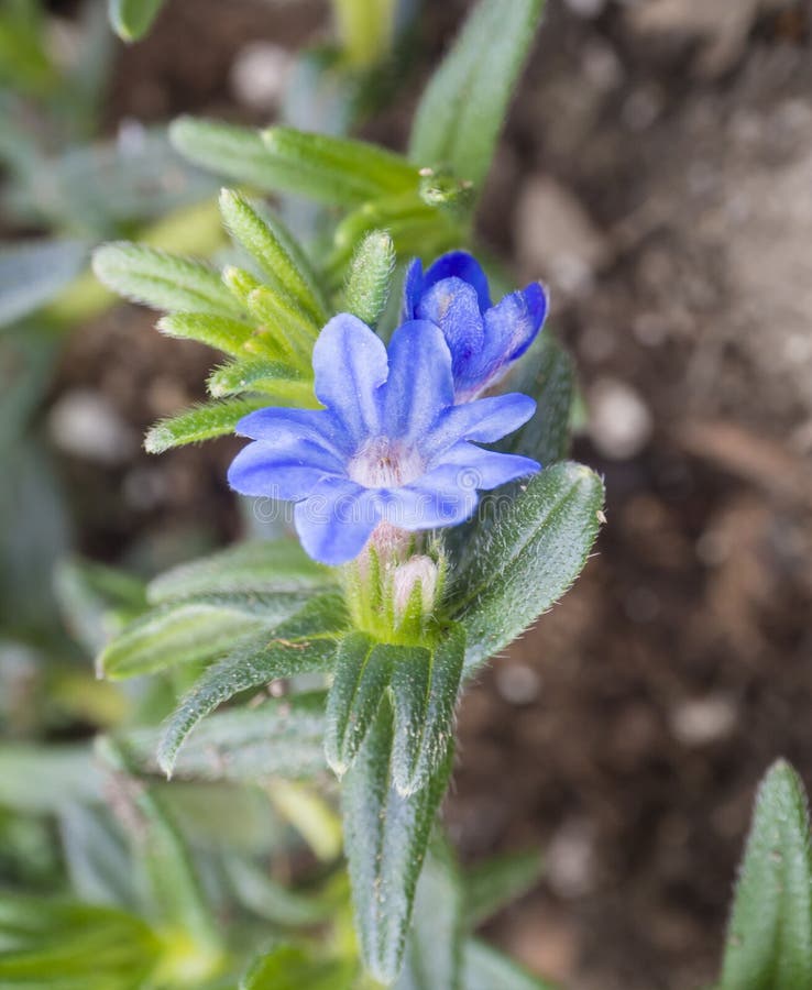 Cierre para arriba macro de flores amarillas del diffusa de Lithodora, divinamente foco azul, selectivo, fondo del bokeh fotos de archivo Cierre para arriba macro de flores amarillas del diffusa de Lithodora, divinamente foco azul, selectivo, fondo del bokeh fotos de archivo