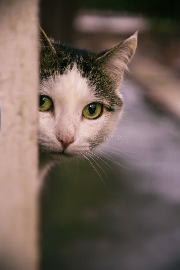 Cierre siberiano del gato encima del portait al aire libre imagen de archivo Cierre siberiano del gato encima del portait al aire libre imagen de archivo