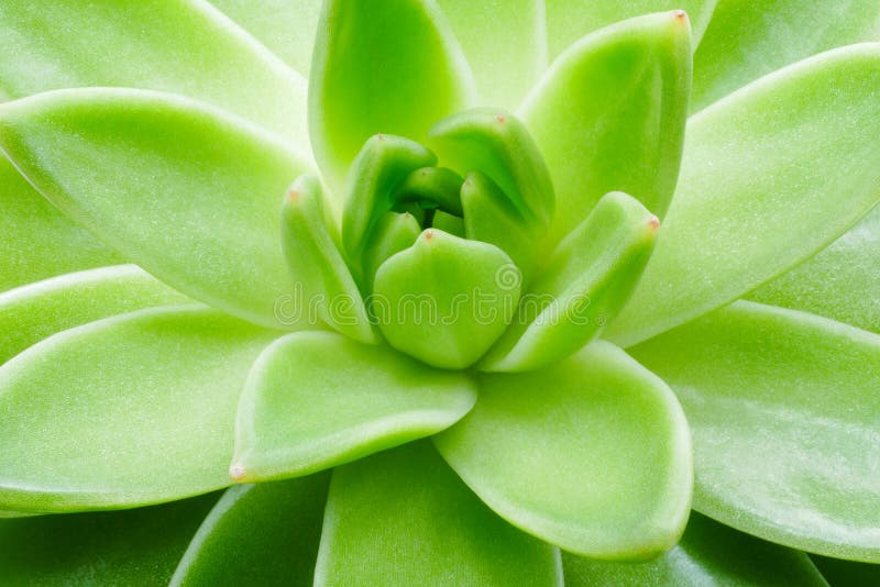 Cierre suculento verde de la macro de la planta encima del fondo fotografía de archivo libre de regalías Cierre suculento verde de la macro de la planta encima del fondo fotografía de archivo libre de regalías