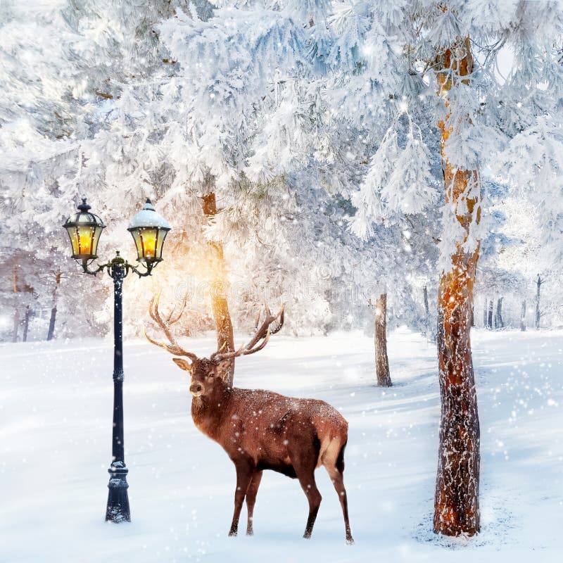 Ciervo rojo en un fabuloso bosque navideÃ±o sobre un fondo de Ã¡rboles nevados y una linterna. Imagen compuesta
