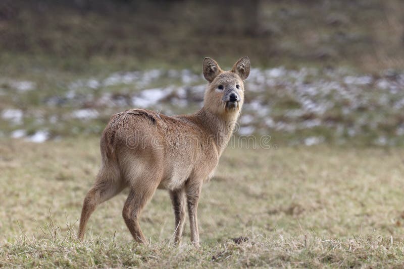 Ciervo de agua chino, Hydropotes inermis fotografía de archivo libre de regalías