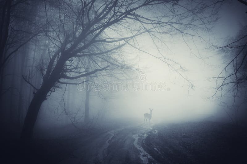 Ciervos en un camino en un bosque oscuro después de la lluvia imagenes de archivo Ciervos en un camino en un bosque oscuro después de la lluvia imagenes de archivo