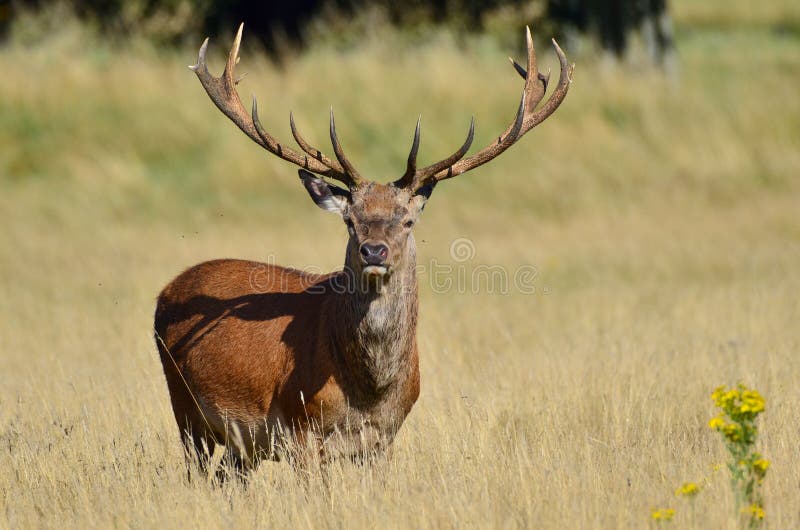 Ciervos rojos, elaphus del cervus imagen de archivo Ciervos rojos, elaphus del cervus imagen de archivo