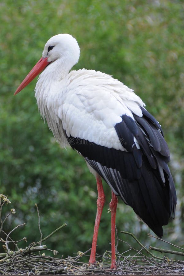 Jerarquía De La Cigüeña En Una Torre De Alarma. Sepulveda, España
