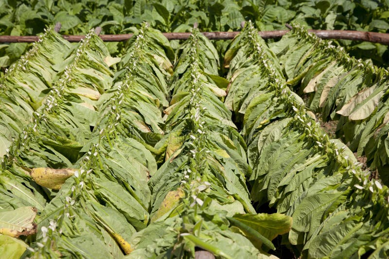 Cigar leaves drying on a plantation in Cuba, Vinal