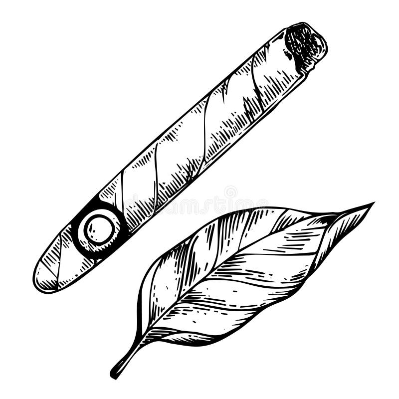 Cigar and tobacco leaf engraving vector illustration. Scratch board style imitation. Black and white hand drawn image.