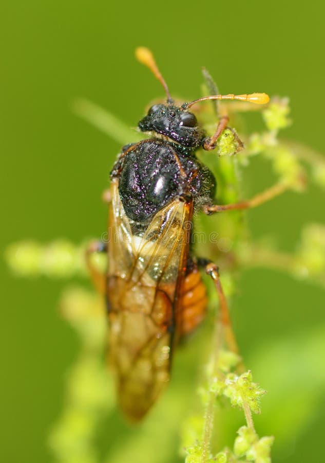Cigarra Do Inseto Do Prado Imagem De Stock Imagem De Cigarras 120505343