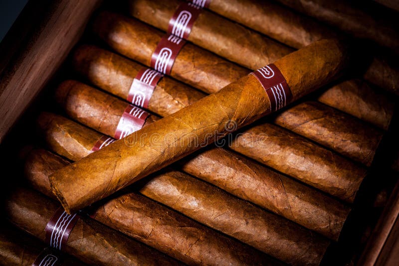 Cigarros en humidor foto de archivo libre de regalías Cigarros en humidor foto de archivo libre de regalías