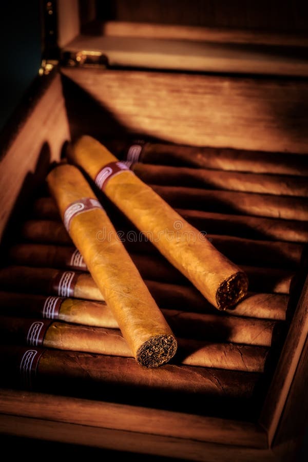 Cigars in humidor stock photo. Image of craft, cigar 26526838