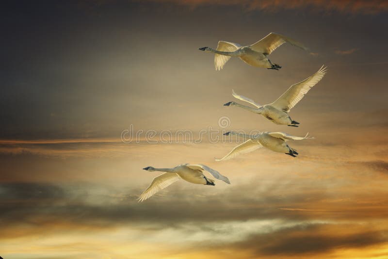 Cigni di trombettista al tramonto fotografie stock libere da diritti Cigni di trombettista al tramonto fotografie stock libere da diritti