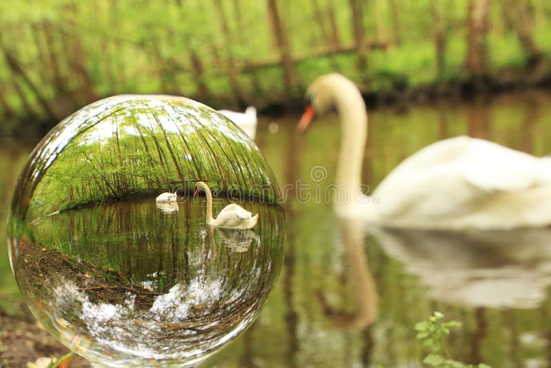 Cigni veduti in un glassball fotografia stock libera da diritti Cigni veduti in un glassball fotografia stock libera da diritti