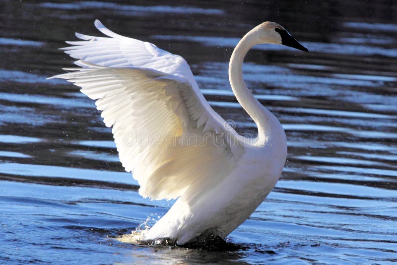 Cigno immagini stock libere da diritti