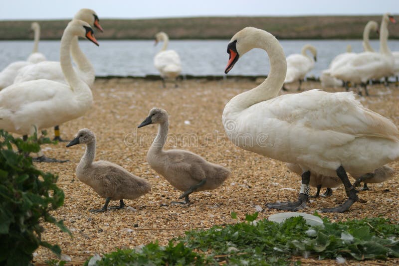 Cigno e cygnets fotografia stock libera da diritti Cigno e cygnets fotografia stock libera da diritti