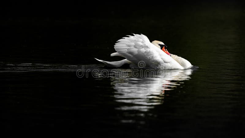 A beautiful large adult mute swan on dark water adopts a threat posture, cowling his feathers and withdrawing his head. taken at Nunnery Lakes, Thetford UK. A beautiful large adult mute swan on dark water adopts a threat posture, cowling his feathers and withdrawing his head. taken at Nunnery Lakes, Thetford UK.