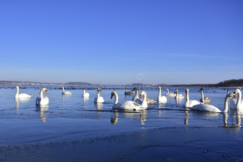 Cigno muto in inverno fotografia stock
