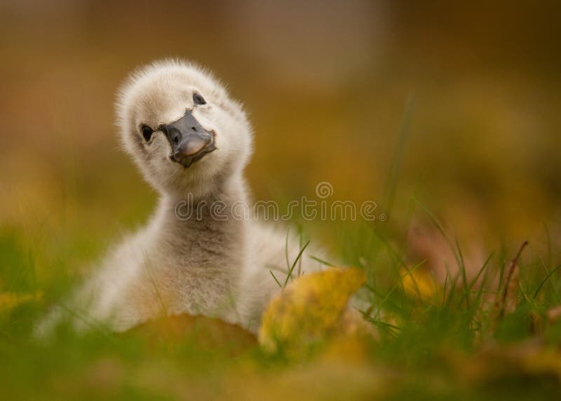 Cigno nero fotografie stock Cigno nero fotografie stock