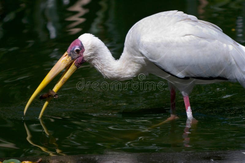 Download Cigogne photo stock. Image du long, clavette, nature, facture - 92176