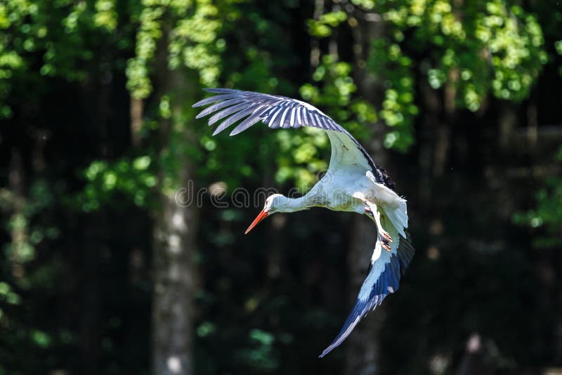 Cigogne blanche europ?enne volante, ciconia de Ciconia en parc naturel allemand photos stock Cigogne blanche europ?enne volante, ciconia de Ciconia en parc naturel allemand photos stock