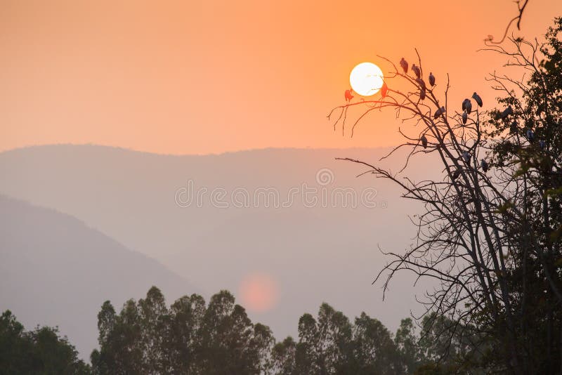 Cigogne d'Openbill d'Asiatique recueillant sur l'arbre à avaler du soleil photographie stock libre de droits Cigogne d'Openbill d'Asiatique recueillant sur l'arbre à avaler du soleil photographie stock libre de droits