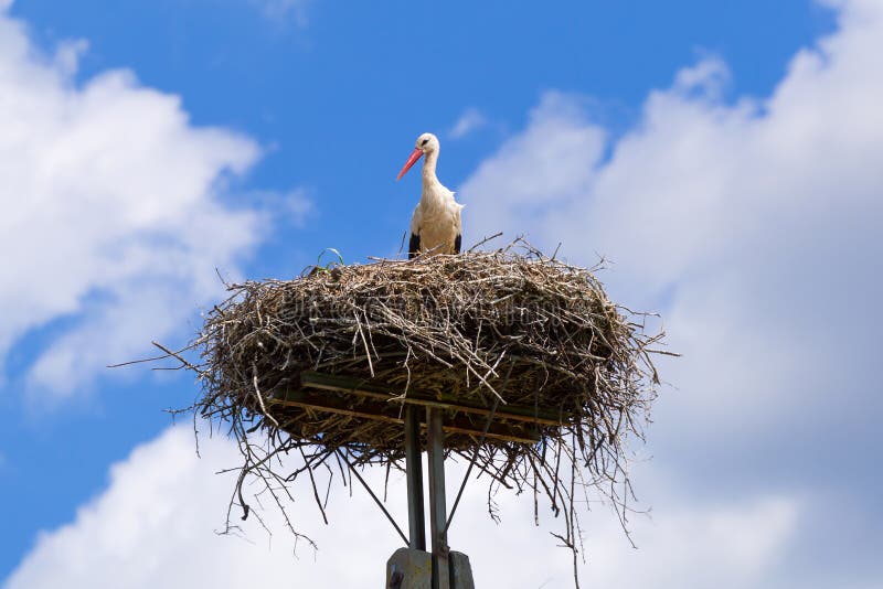 Cigogne dans le nid avec des oiseaux de bébé image stock Cigogne dans le nid avec des oiseaux de bébé image stock