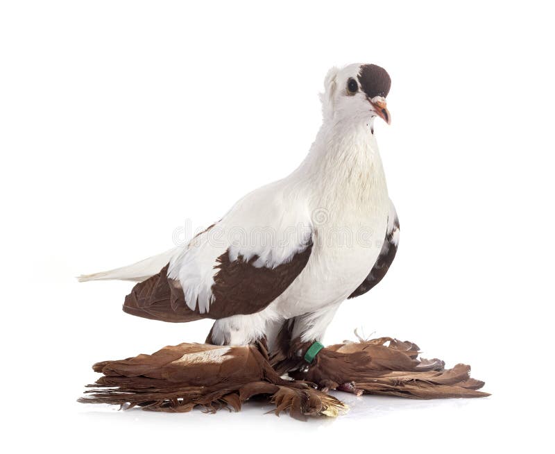 133 Cigogne Photos Free Royalty Free Stock Photos From Dreamstime