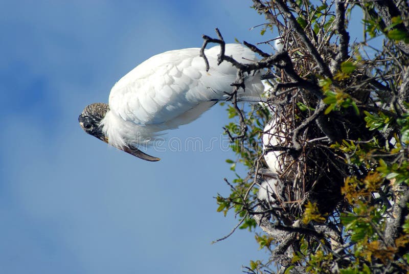 Cigogne en bois sur le nid avec des poussins images libres de droits Cigogne en bois sur le nid avec des poussins images libres de droits
