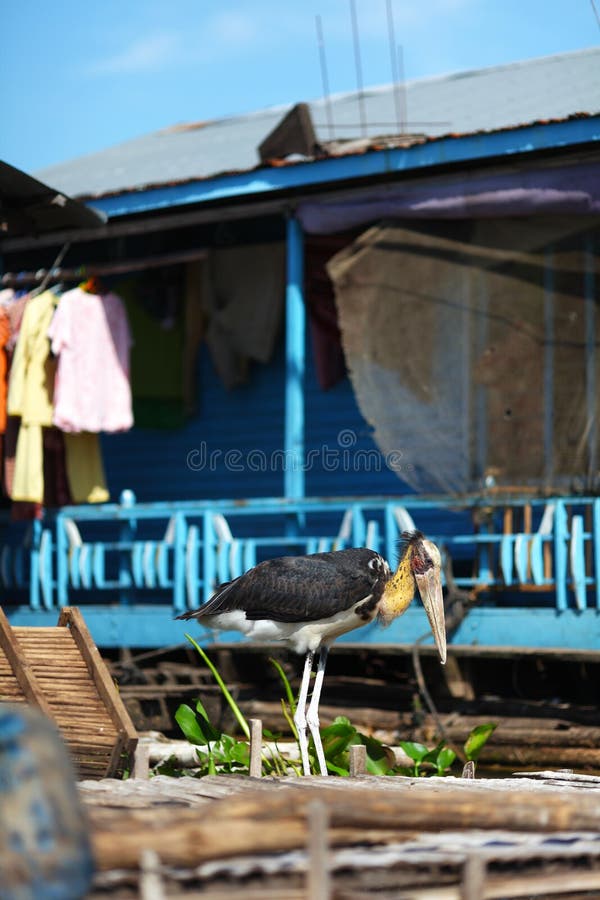 Large stork wading among houses at floating village in Inle Lake, Myanmar. Large stork wading among houses at floating village in Inle Lake, Myanmar