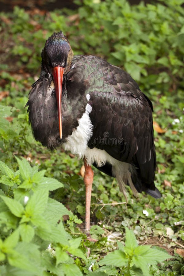 Cigogne noire photo libre de droits Cigogne noire photo libre de droits