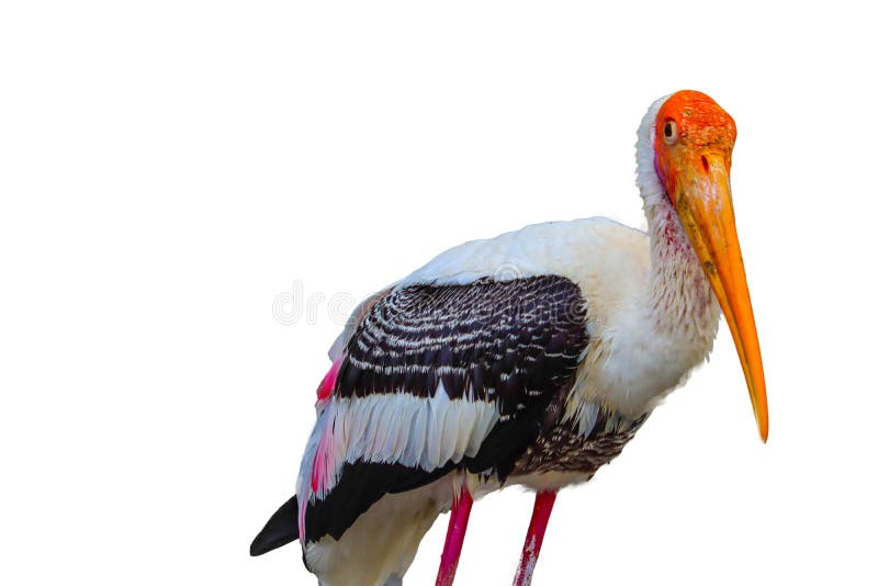 Cigogne peinte d'isolement photo stock Cigogne peinte d'isolement photo stock