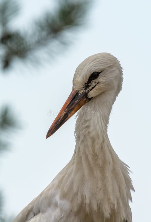 Cigogne se tenant dans le nid photo stock Cigogne se tenant dans le nid photo stock