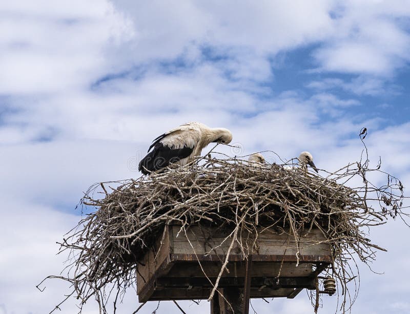 Cigüeña en la jerarquía, animal grande hermoso, pájaro grande de la familia de la cigüeña foto de archivo Cigüeña en la jerarquía, animal grande hermoso, pájaro grande de la familia de la cigüeña foto de archivo