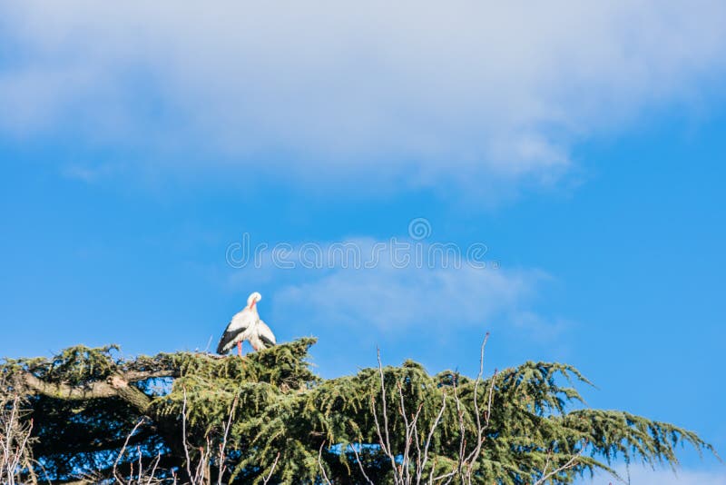 Cigüeña en su jerarquía en un árbol imágenes de archivo libres de regalías Cigüeña en su jerarquía en un árbol imágenes de archivo libres de regalías
