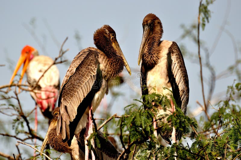 Painted stork : The Painted Stork is widely distributed over the plains of Asia. They are found south of the Himalayan ranges and are bounded on the west by the Indus river system where they are rare and extend eastwards into Southeast Asia. They are absent from very dry or desert regions, dense forests and the higher hill regions. They are rare in most of Kerala and the species appears to have expanded into that region only in the 1990s. They are mainly seen on freshwater wetlands although they sometimes forage on the coast. They are resident in most regions but make seasonal movements. Young birds may disperse far from their breeding sites and a juvenile ringed at nest in Keoladeo National Park has been recovered 800 kilometres away in eastern India. Painted stork : The Painted Stork is widely distributed over the plains of Asia. They are found south of the Himalayan ranges and are bounded on the west by the Indus river system where they are rare and extend eastwards into Southeast Asia. They are absent from very dry or desert regions, dense forests and the higher hill regions. They are rare in most of Kerala and the species appears to have expanded into that region only in the 1990s. They are mainly seen on freshwater wetlands although they sometimes forage on the coast. They are resident in most regions but make seasonal movements. Young birds may disperse far from their breeding sites and a juvenile ringed at nest in Keoladeo National Park has been recovered 800 kilometres away in eastern India.