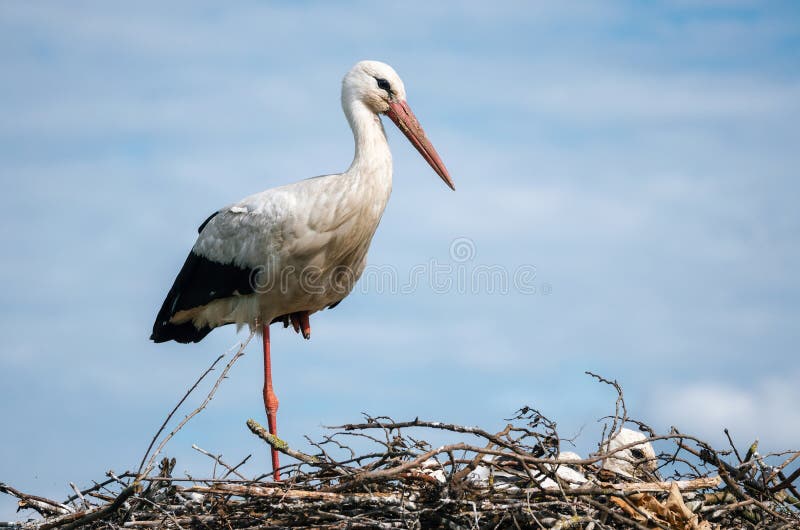 Cigüeña que se coloca en jerarquía con sus polluelos foto de archivo libre de regalías Cigüeña que se coloca en jerarquía con sus polluelos foto de archivo libre de regalías