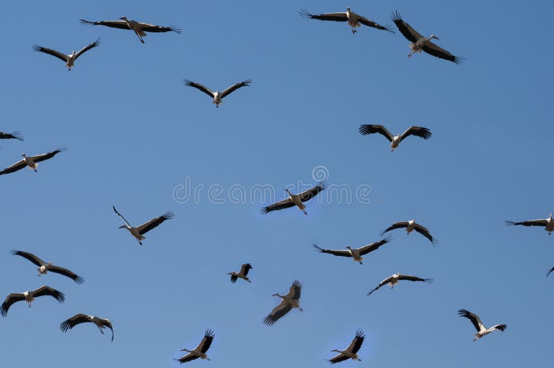 Cigüeñas migratorias foto de archivo